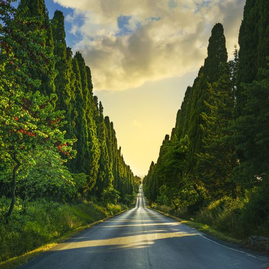 Viale dei cipressi Bolgheri Castagneto Carducci