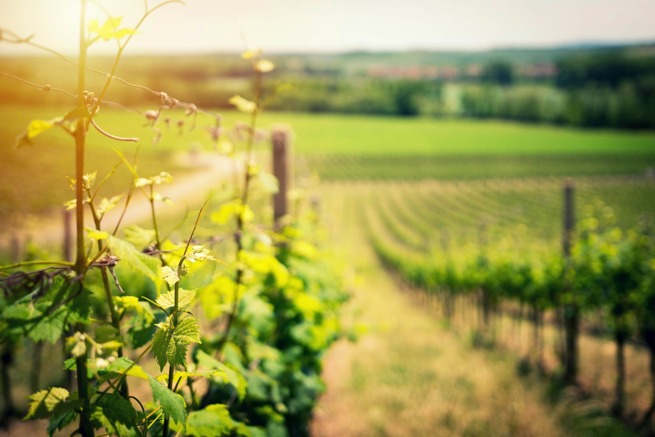 Vigneti tenute di Bolgheri Costa degli Etruschi