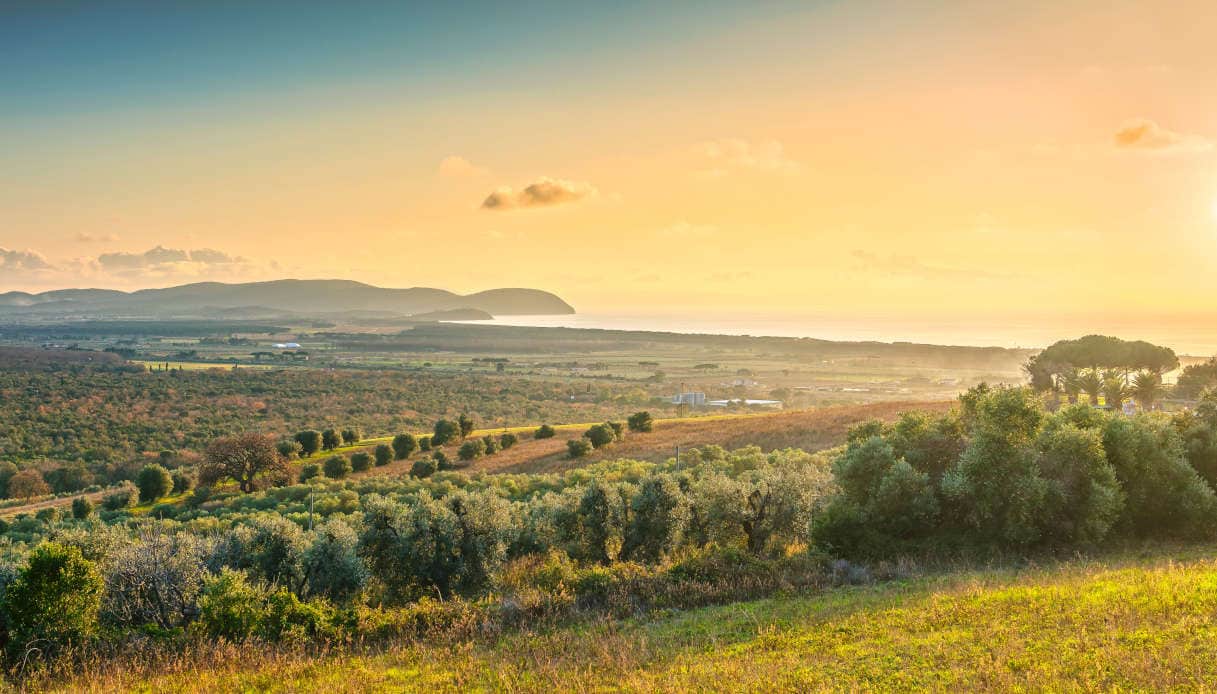 Val di Cornia boschi di castagno Sassetta